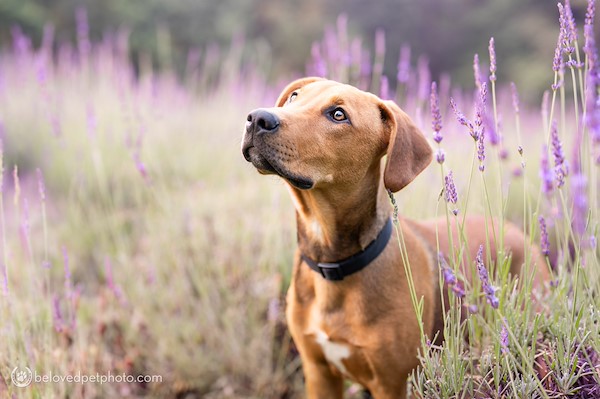 Pet Mini Sessions